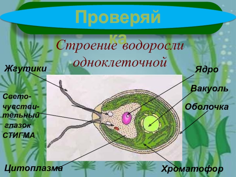 Клетка бурой водоросли. Цитоплазма одноклеточной водоросли. Строение водорослей. Строение одноклеточных водорослей. Клеточное строение водорослей.