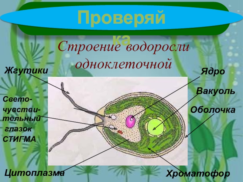 Есть ли ядро. Цитоплазма одноклеточной водоросли. Ядро у водорослей. Светочувствительный глазок у водорослей. Строение жгутиков водорослей.