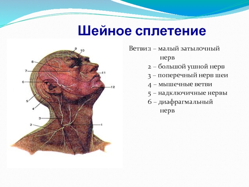 Шейное сплетение