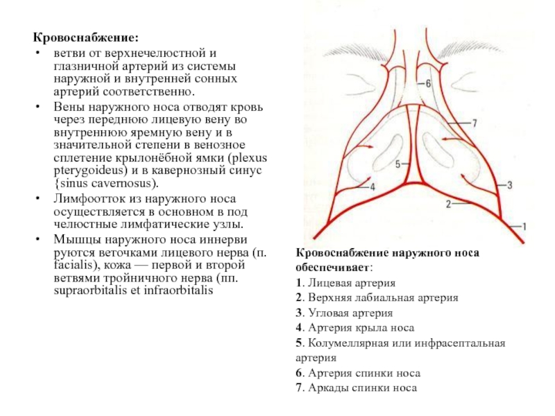 Ветви верхнечелюстной артерии схема