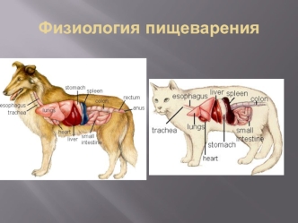 Физиология пищеварения