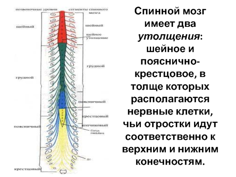 Корешки спинного мозга