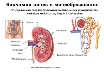 Биохимия почек и мочеобразования