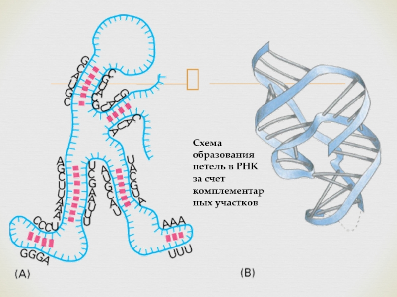И рнк образуется в. Схема структуры РНК. Образование РНК. Схема строения РНК. Схема образоваениярнк.