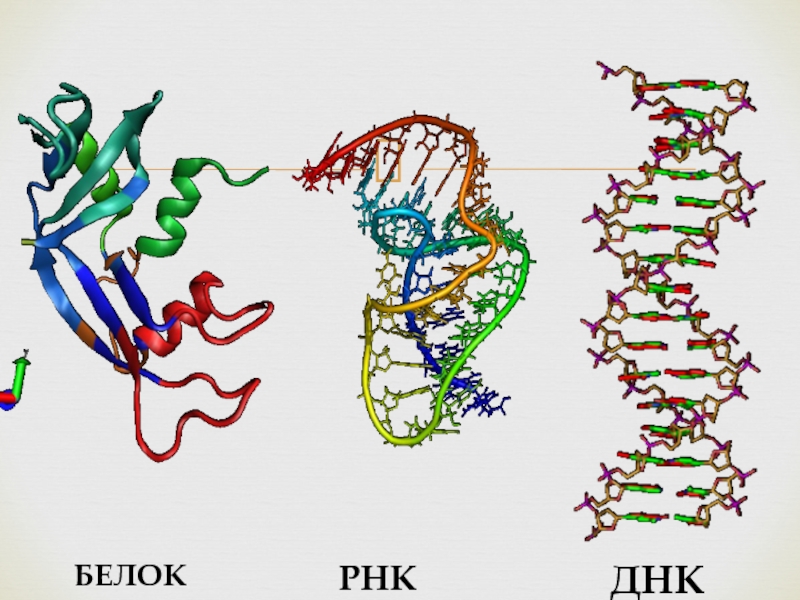 Рнк встречается. Белки РНК. Белки ДНК. ДНК ИРНК белок.