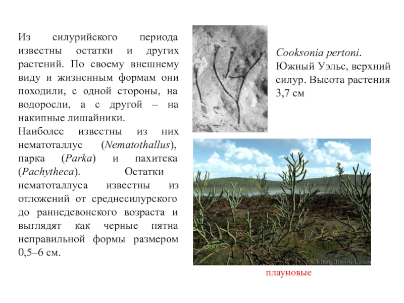 Известен период. Силурийский период растения. Верхний Силур. Силурийский период ароморфозы. Силур период основные события.