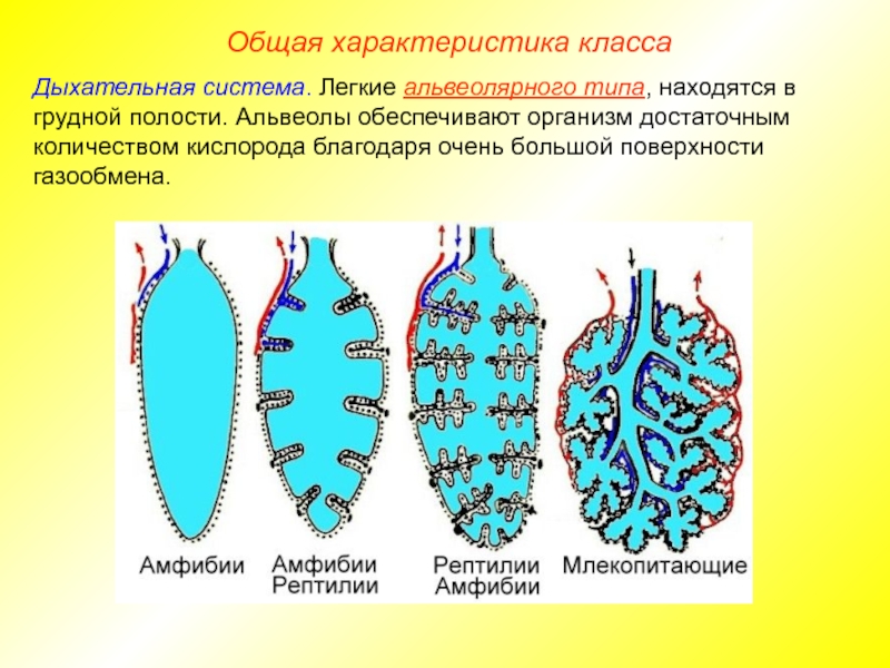 Альвеолярные пузырьки у млекопитающих находятся в. Типы строения легких. Легкие млекопитающих. Легкие альвеолярного типа. Легкие млекопитающие вид.