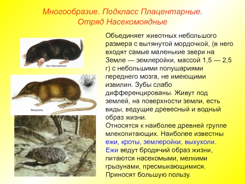 Отряд насекомоядные млекопитающие презентация