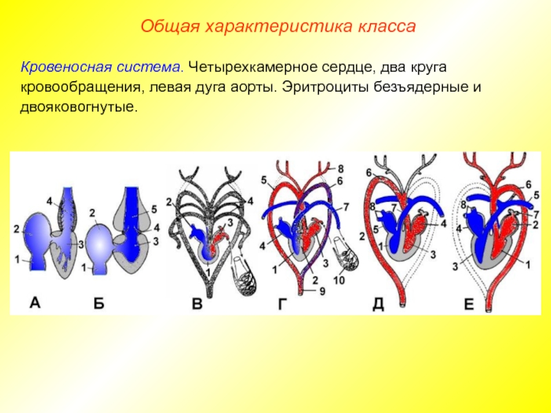 Схема кровообращения позвоночных животных