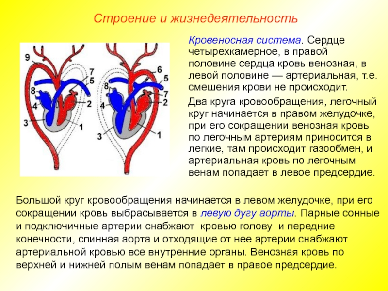 Какое кровообращение у млекопитающих. Строение сердца с венозной и артериальной крови. Четырёхкамерное сердце и два круга кровообращения. Кровеносная система млекопитающих большой круг кровообращения. Строение сердца и кровеносной системы.