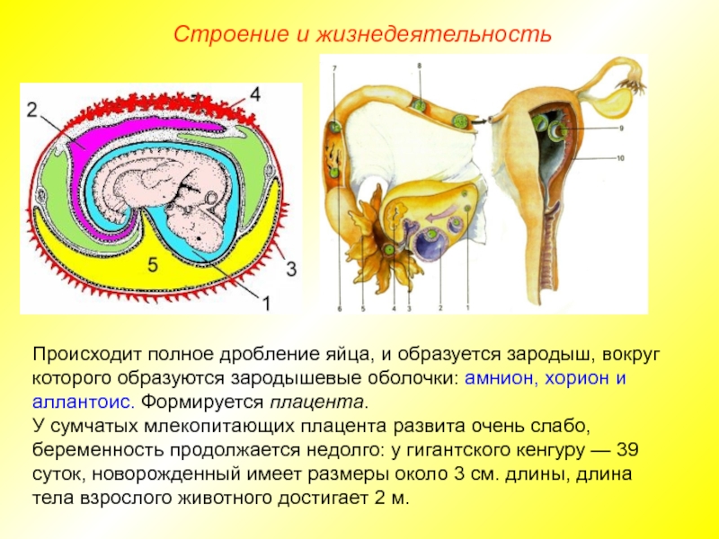 Схема развития детеныша в матке схема