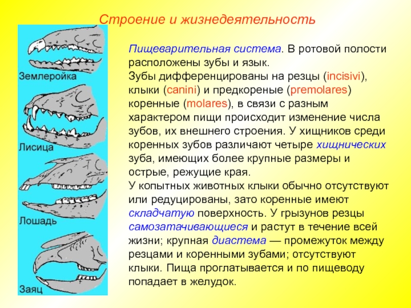 Рассмотрите строение зубов млекопитающих на какие. Зубные формулы отрядов млекопитающих таблица. Особенности строения зубов млекопитающих. Зубные системы животных. Зубная система млекопитающих.