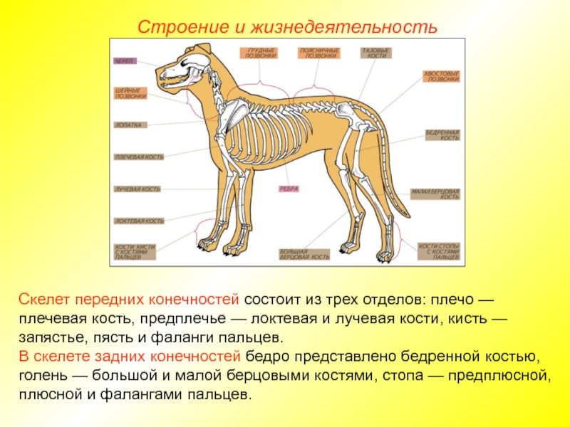 Презентация скелет млекопитающих