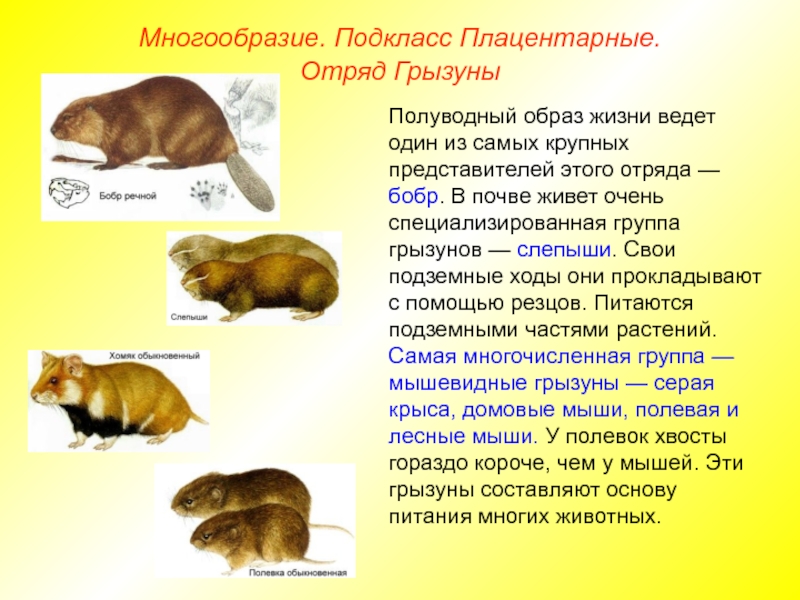 Высшие плацентарные животные презентация