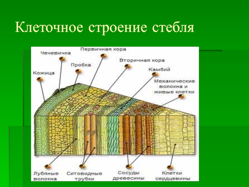 Вывод строение стебля