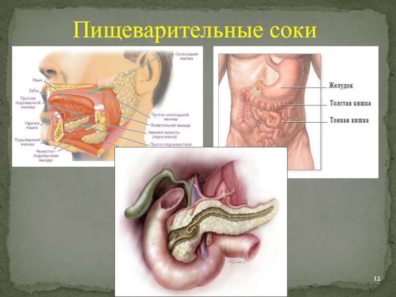 Сок желудочного тракта