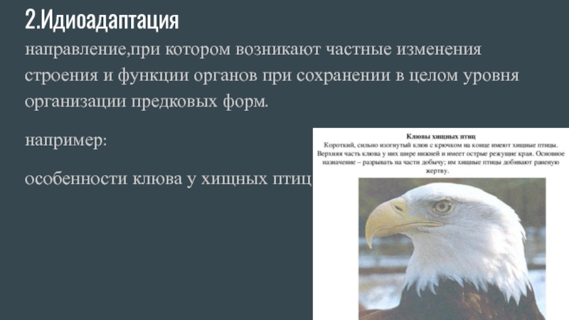 Идиоадаптации у птиц примеры. Идиоадаптация хищных птиц. Идиоадаптация птиц примеры. Идиоадаптация клюва у птиц. Видовое разнообразие птиц с позиции идиоадаптации.