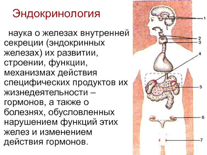 Реферат: Эндокринология (болезни поджелудочной железы)