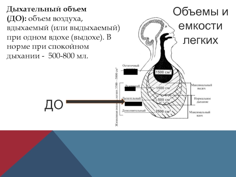 Дыхание объем легких