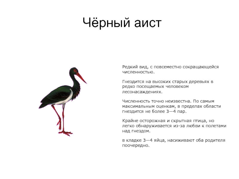 Животные красной книги волгоградской. Животное из красной книги Волгоградской области. Животные Волгоградской области занесенные в красную книгу. Черный Аист Волгоградская область красная книга. Какие животные из красной книги обитают в Волгоградской области.