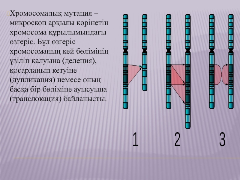 Дупликация транслокация. Биологическое значение мутаций дупликация транслокация.