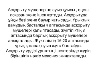 Асқорыту мүшелеріне ауыз қуысы , өңеш, асқазан және ішек жатады. Асқорытуда ұйқы безі және бауыр қатысады