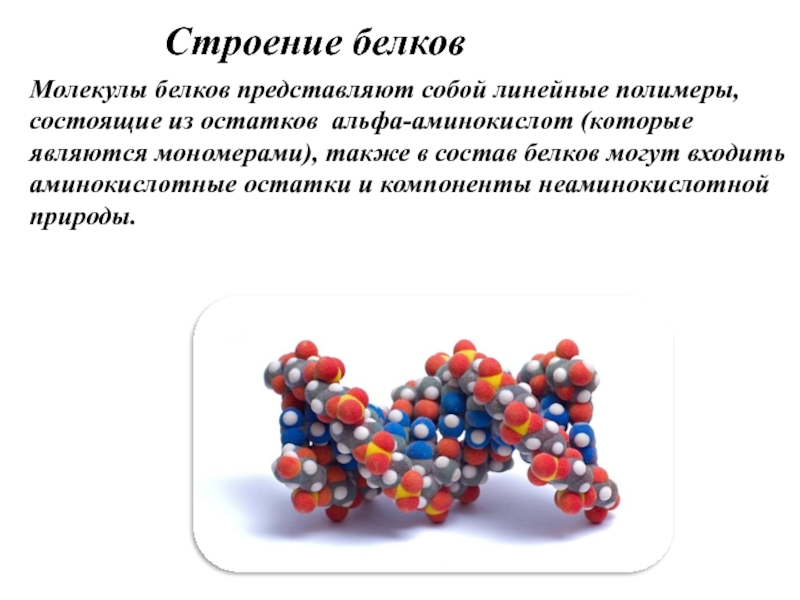 Презентация по теме белки