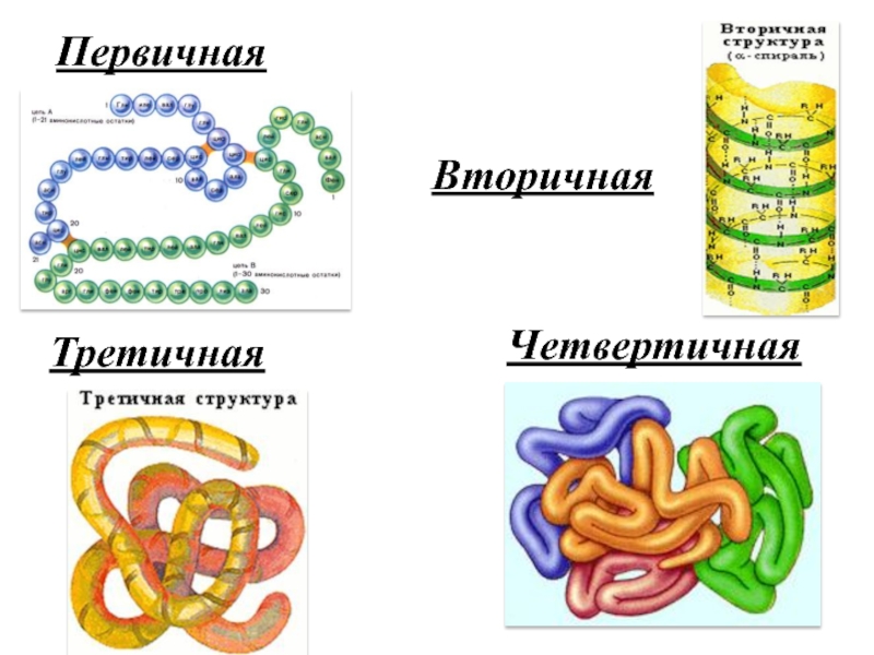 Отметь рисунок на котором представлена первичная структура белка