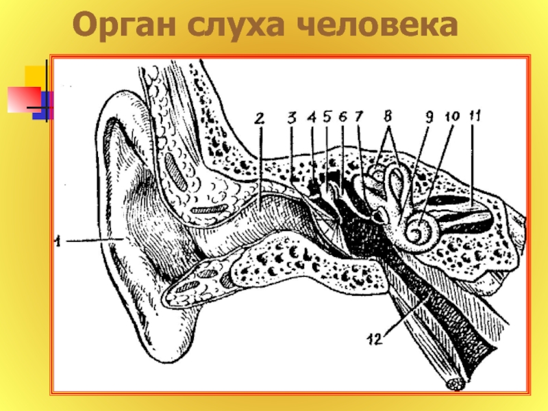 Тест орган слуха 8 класс. Орган слуха. Общий вид органа слуха. Орган слуха и равновесия разрез. Орган слуха без подписей.