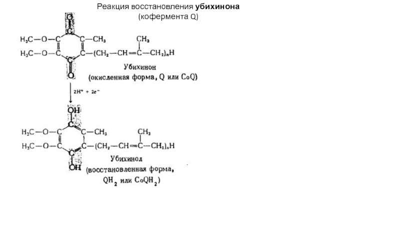 Реакция восстановления это. Восстановление убихинона. Реакция восстановления. Восстановленная форма убихинона. Кофермент q восстановленный.