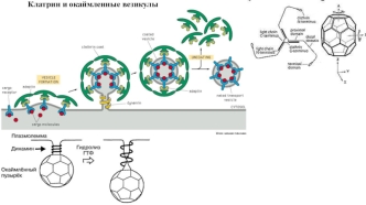 Клатрин и окаймленные везикулы