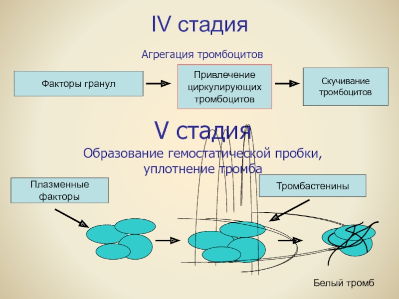 Агрегация это. Стадии агрегации тромбоцитов. Фазы агрегации тромбоцитов. Факторы агрегации тромбоцитов. Тромбоциты в состоянии агрегации у взрослого.