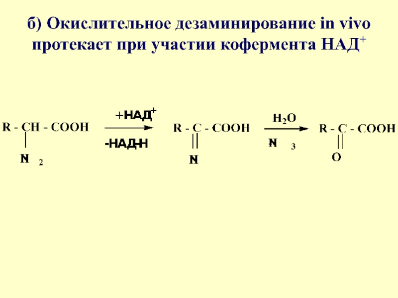 Реакция in vivo. Реакция дезаминирования аминокислот in vivo. Окислительное дезаминирование in vivo. Дезаминирование аспарагиновой кислоты in vitro. Окислительное дезаминирование аланина реакция.