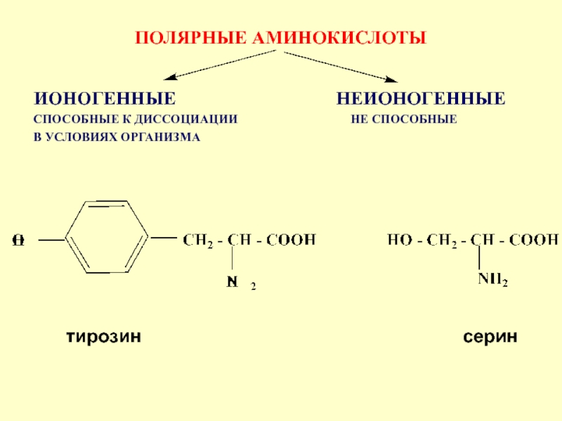 Аминокислота тирозин презентация