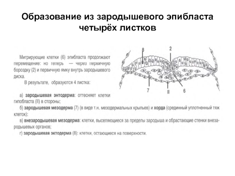 Зародышевый щиток образуется