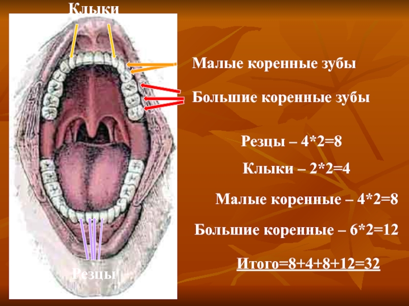 Коренные зубы вторым. Большие коренные зубы строение. Малый коренной зуб 2. Малые коренные зубы строение.