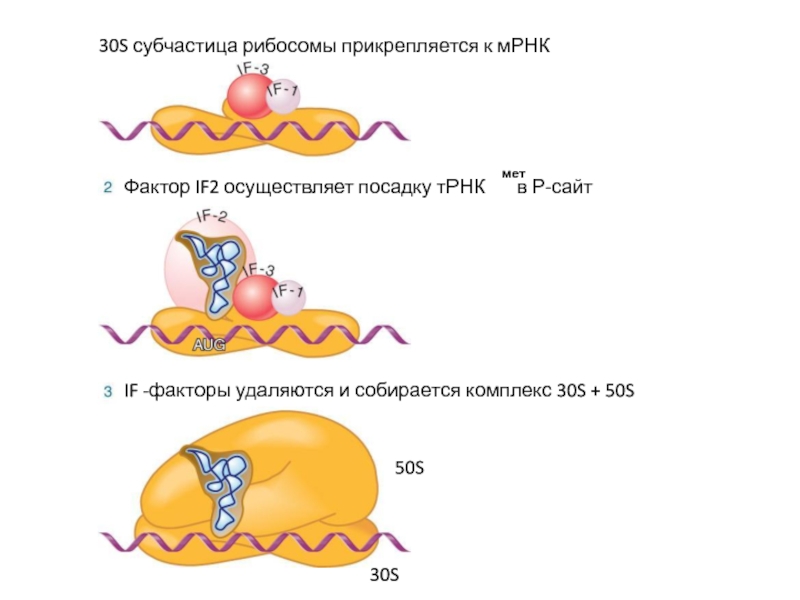 70s рибосомы. 50s 30s рибосома. 30s субчастица. 30s субчастица рибосомы. S В рибосомах это.