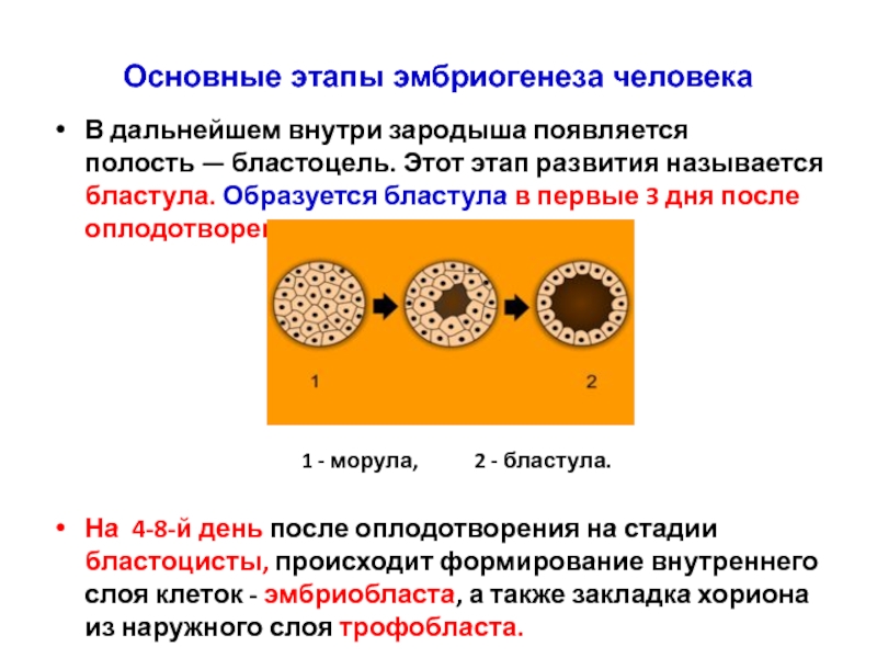 В результате дробления образуется бластула