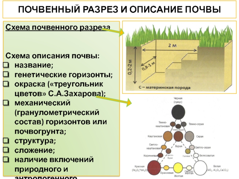 Горизонты почвы. Гранулометрический состав бурой Лесной почвы. Описание почвенных горизонтов. Схема почвенного разреза. Почва схема.