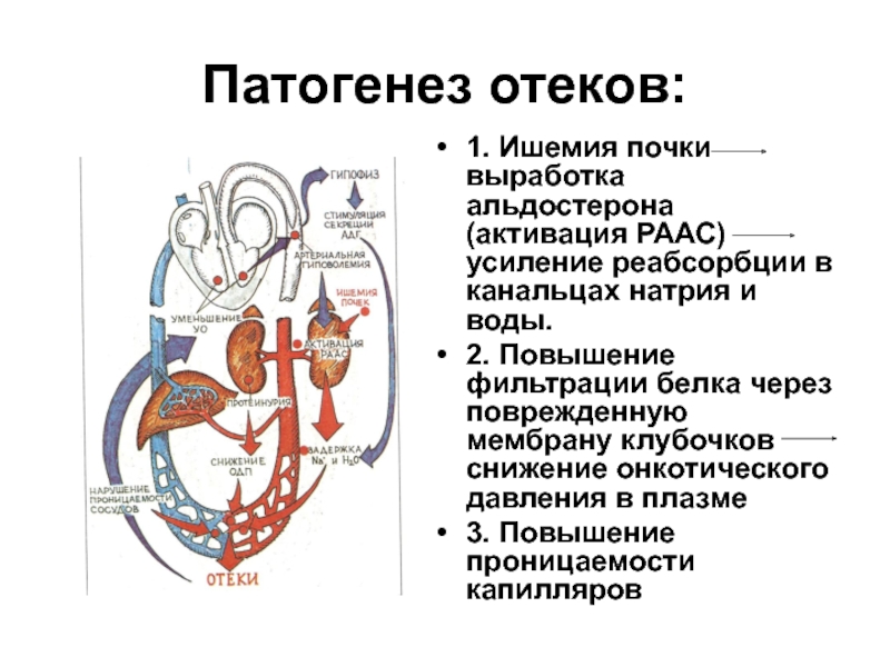 Почки вырабатывают адреналин