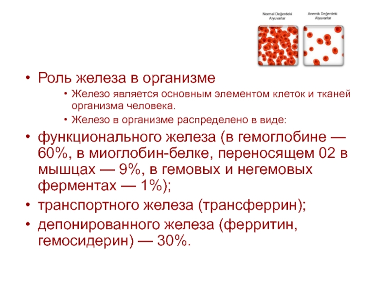 Железо в роли человека его функции