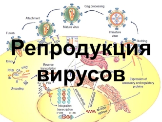 Репродукция вирусов