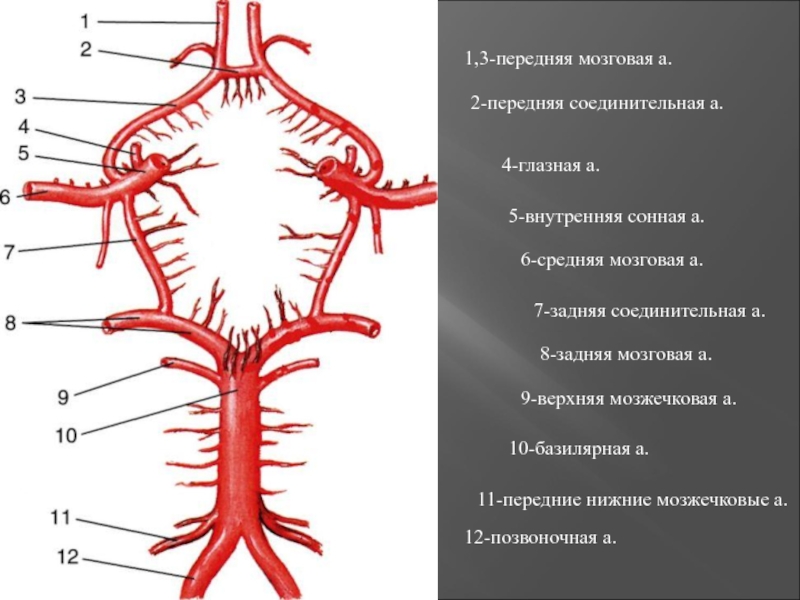 Интракраниальные артерии головного мозга. Интракраниальные артерии. Интракраниальный сегмент позвоночной артерии. Сегменты позвоночных артерий. Интракраниальные сосуды.