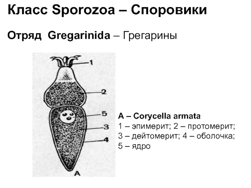 Споровики