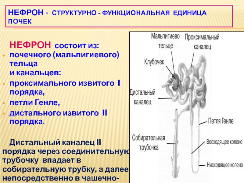 Проксимальный извитой каналец