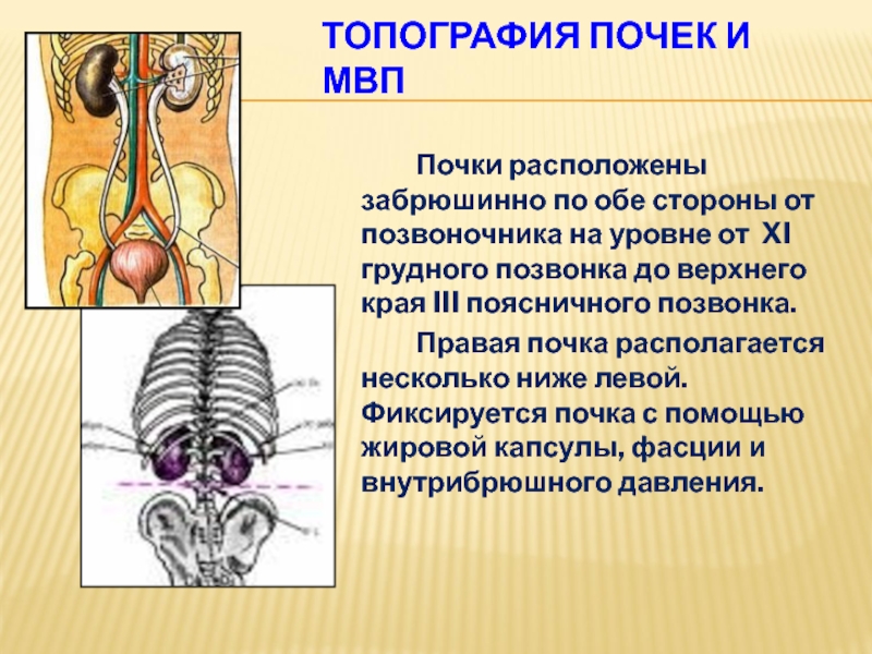 Правая почка. Почки расположены на уровне. Уровень расположения почек. Почки расположены на уровне позвонков. Почки располагаются на уровне.