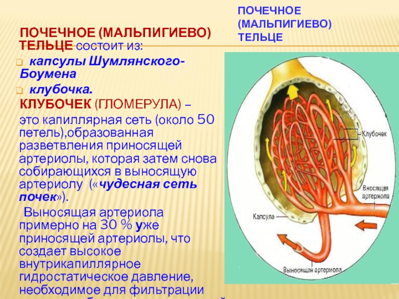 Капиллярный клубочек входит в состав ответ