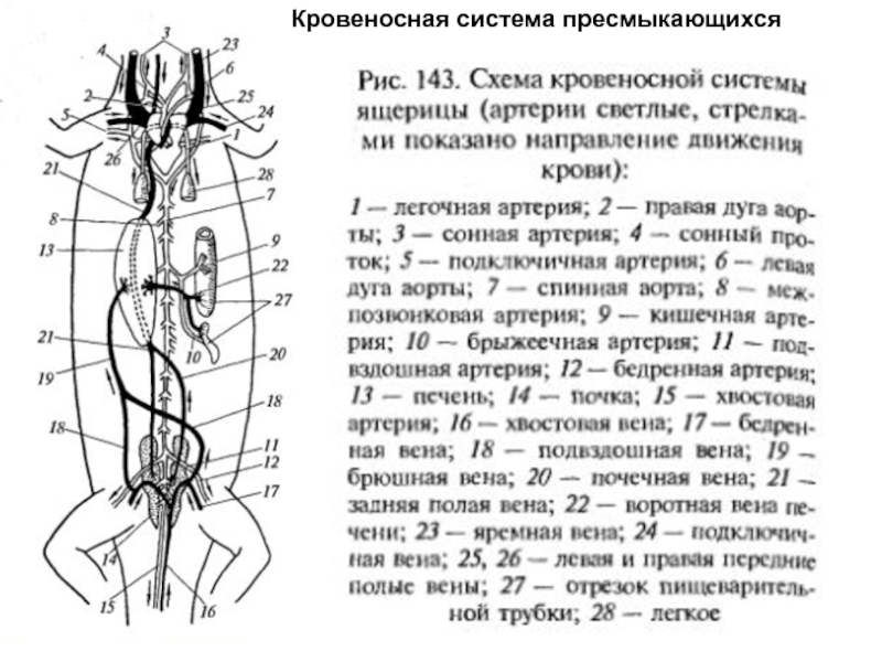 Схема кровеносной системы ящерицы