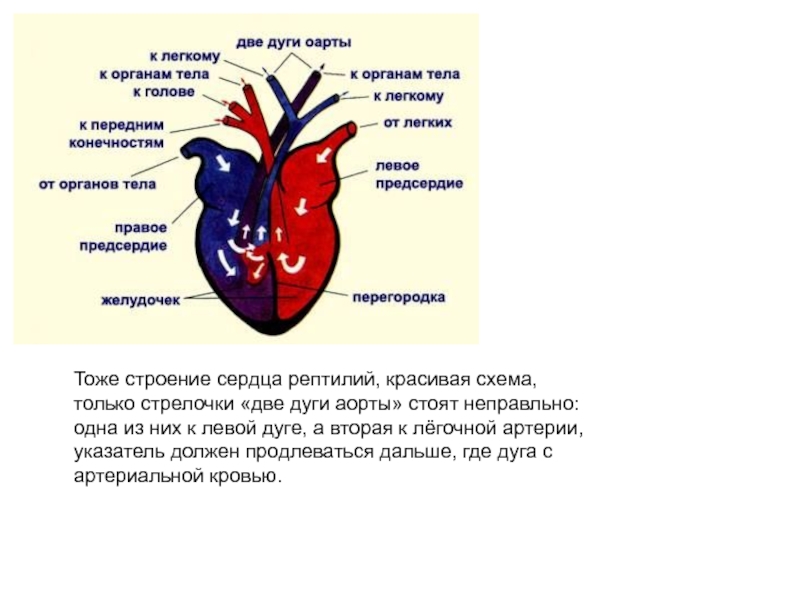 Сердце пресмыкающихся схема