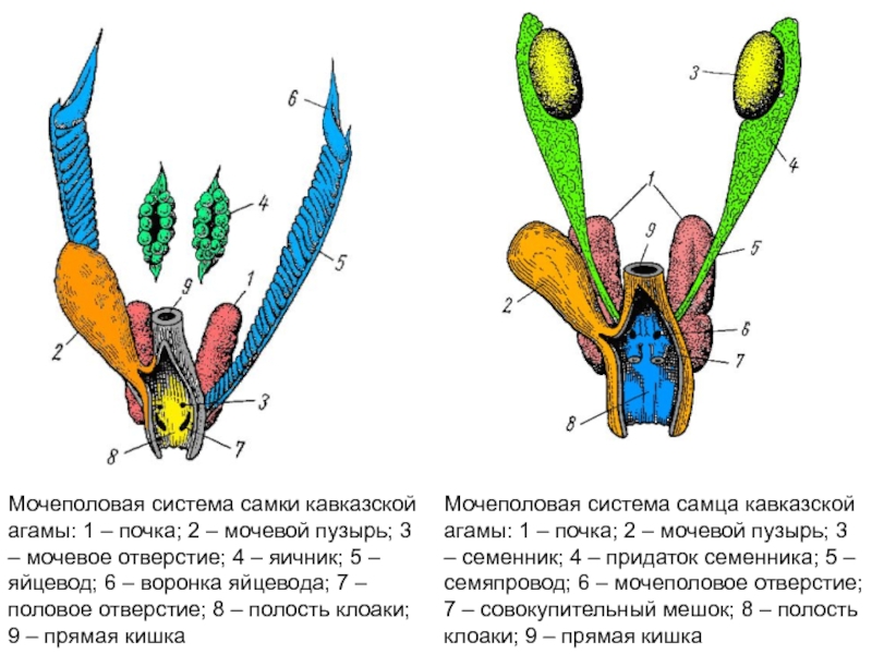 Половые органы быка схема